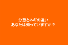 分葱とネギの違いは何?